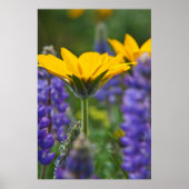 Arrowleaf Balsam Root and Lupine in Spring Bloom Poster (Vorne)