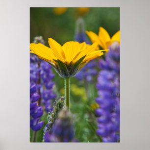 Arrowleaf Balsam Root and Lupine in Spring Bloom Poster
