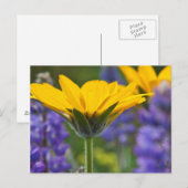 Arrowleaf Balsam Root and Lupine in Spring Bloom Postkarte (Vorne/Hinten)