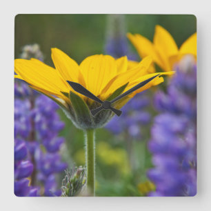Arrowleaf Balsam Root and Lupine in Spring Bloom Quadratische Wanduhr