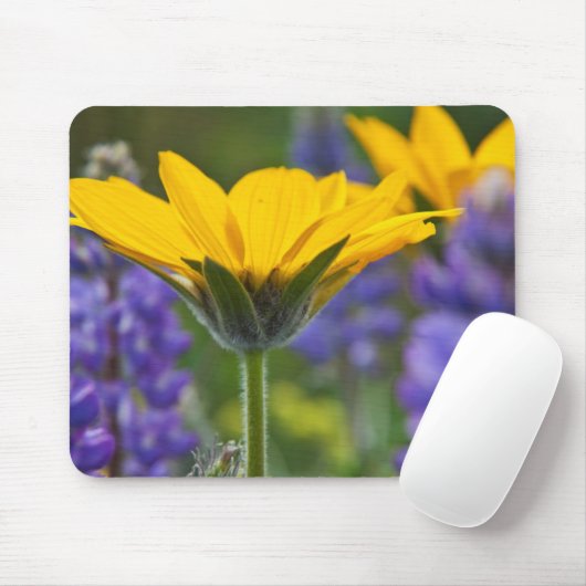 Arrowleaf Balsam Root und Lupine im Frühjahr Bloom Mousepad (Mit Mouse)