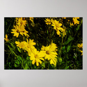 Arrowleaf Balsamroot Gelbe Wildblume Abstrakt Poster