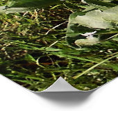 Arrowleaf Balsamroot Gerahmt Print Poster (Ecke)
