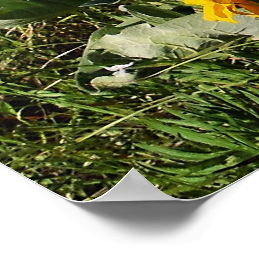 Arrowleaf Balsamroot Gerahmt Print Poster (Ecke)