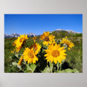 Arrowleaf Balsamroot Gerahmt Print Poster (Vorne)