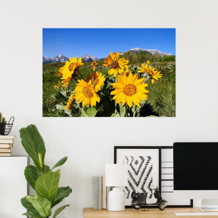 Arrowleaf Balsamroot Gerahmt Print Poster