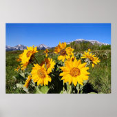 Arrowleaf Balsamroot Gerahmt Print Poster (Vorne)