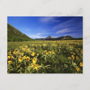 Arrowleaf Balsomroot bedeckt die Prärie mit Postkarte