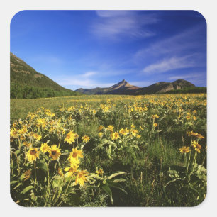Arrowleaf Balsomroot bedeckt die Prärie mit Quadratischer Aufkleber