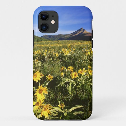 Arrowleaf balsomroot bedeckt mit Case-Mate iPhone hülle (Rückseite)