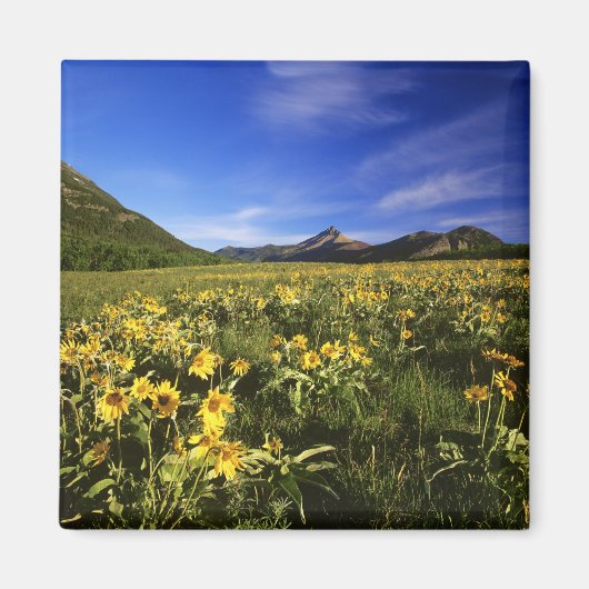 Arrowleaf balsomroot bedeckt mit magnet (Vorne)
