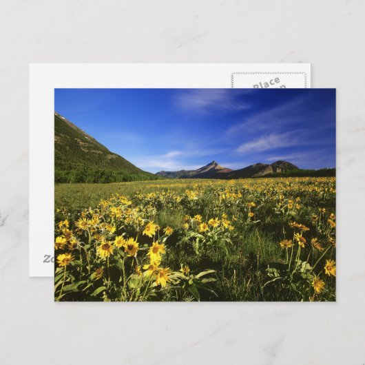 Arrowleaf balsomroot bedeckt mit postkarte (Vorne/Hinten)