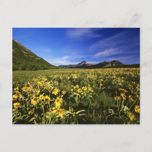 Arrowleaf balsomroot bedeckt mit postkarte (Vorderseite)