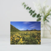 Arrowleaf balsomroot bedeckt mit postkarte (Stehend Vorderseite)