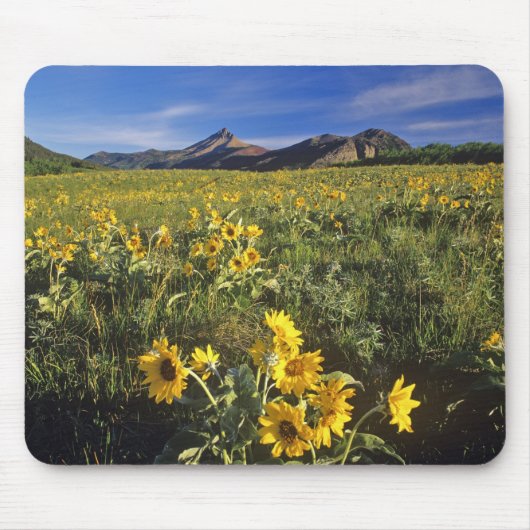 Arrowleaf balsomroot Wildblumen in Waterton 2 Mousepad (Vorne)