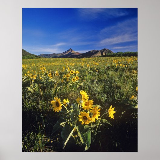 Arrowleaf balsomroot Wildblumen in Waterton 2 Poster (Vorne)