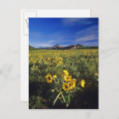 Arrowleaf balsomroot Wildblumen in Waterton 2 Postkarte (Vorne/Hinten)