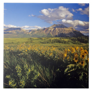 Arrowleaf balsomroot Wildblumen in Waterton Fliese