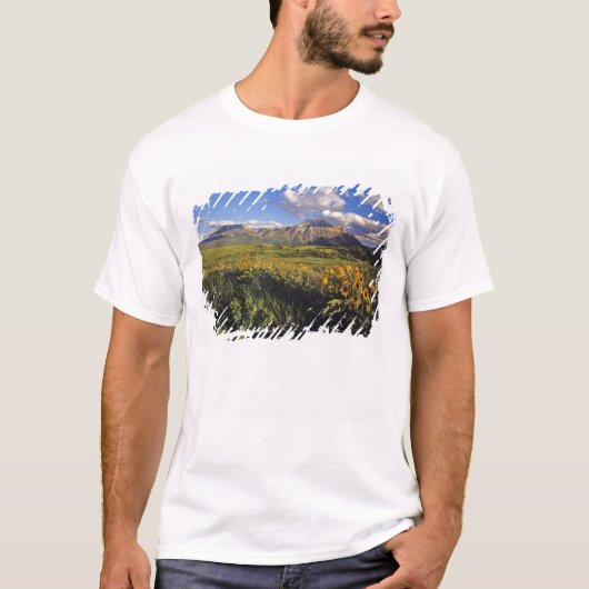 Arrowleaf balsomroot Wildblumen in Waterton T-Shirt (Vorderseite)