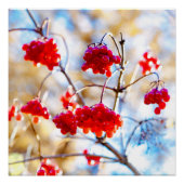 Arrowwood Berries Poster (Vorderseite)