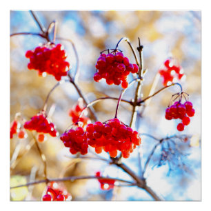 Arrowwood Berries Poster