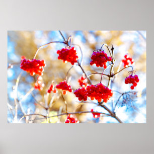 Arrowwood Berries Poster