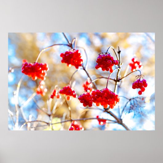 Arrowwood Berries Poster (Vorne)