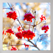 Arrowwood Berries Poster (Vorne)