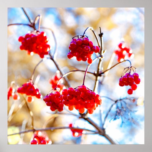 Arrowwood Berries Poster (Vorne)