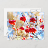 Arrowwood Berries Postkarte (Vorne/Hinten)