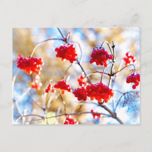 Arrowwood Berries Postkarte (Vorderseite)