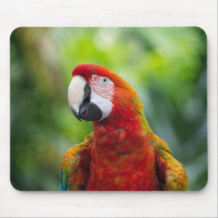 Arsch, Vogel, Tier Mousepad