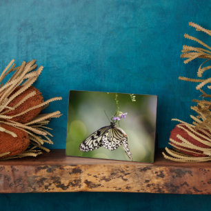 Art Deco Plaque-Butterfly Plaque Fotoplatte