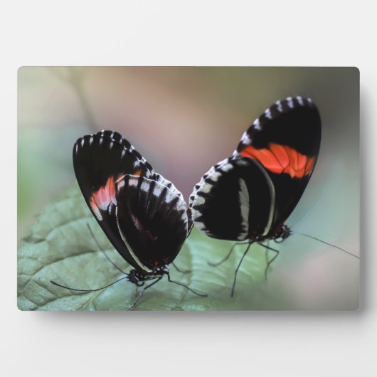 Art Deco Plaque-Butterfly Plaque Fotoplatte (Vorderseite)