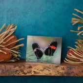 Art Deco Plaque-Butterfly Plaque Fotoplatte (Seite)