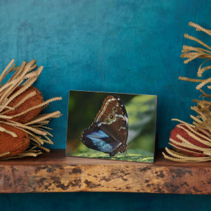 Art Deco Plaque-Butterfly Plaque Fotoplatte