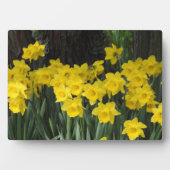Art Deco Plaque-Daffodils Plaque Fotoplatte (Vorderseite)