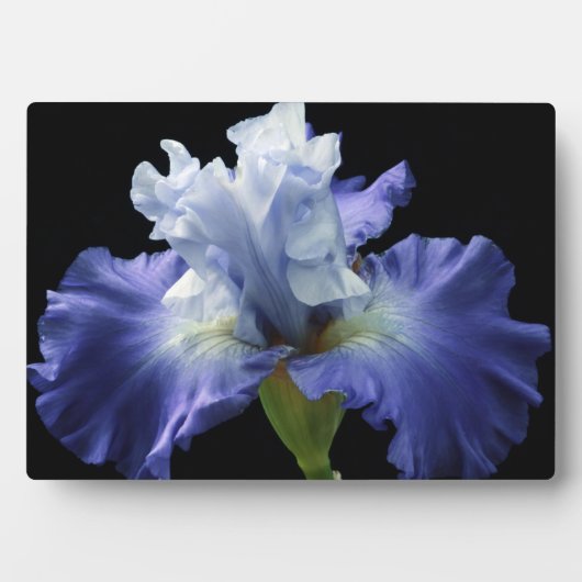 Art Deco Plaque-Iris Plaque Fotoplatte (Vorderseite)