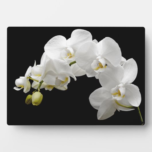 Art Deco Plaque-Orchid Blume Plaque Fotoplatte (Vorderseite)