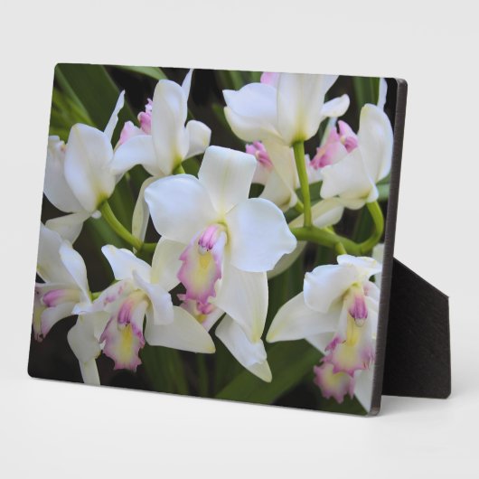 Art Deco Plaque-Orchid Blume Plaque Fotoplatte (Seite)
