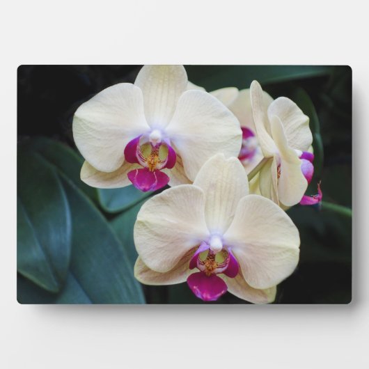 Art Deco Plaque-Orchid Blume Plaque Fotoplatte (Vorderseite)