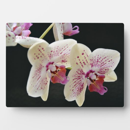 Art Deco Plaque-Orchids Plaque Fotoplatte (Vorderseite)