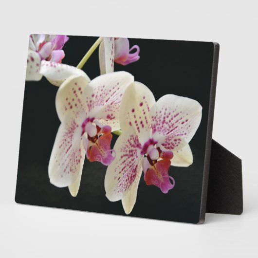 Art Deco Plaque-Orchids Plaque Fotoplatte (Seite)