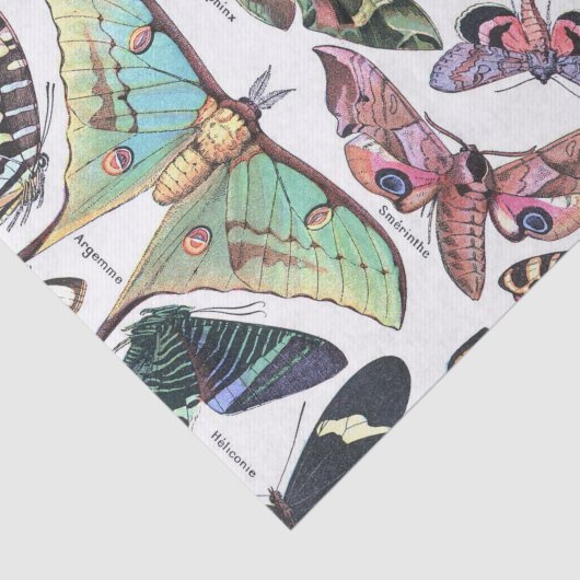 Art der Butterflys Moth Chart Decoupage Seidenpapier (Ausschnitt)