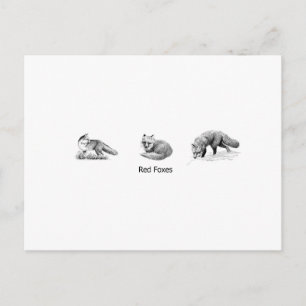 Art der Red Fox Line (Titel) Postkarte