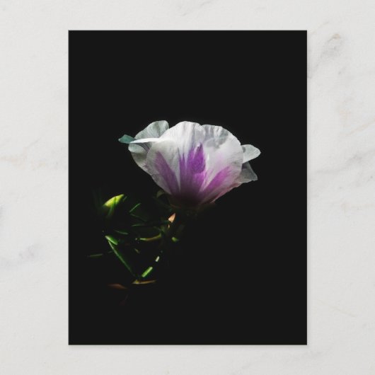 Art Foto - Postkarten (Vorderseite)