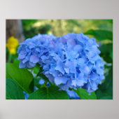 Art Print Geschenke Blue Hydrangea Blumengarten Poster (Vorne)