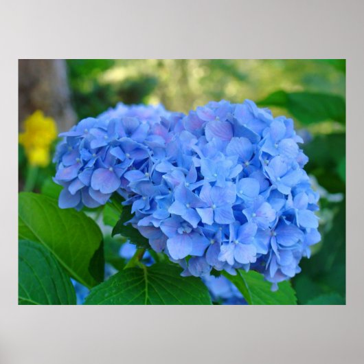 Art Print Geschenke Blue Hydrangea Blumengarten Poster (Vorne)
