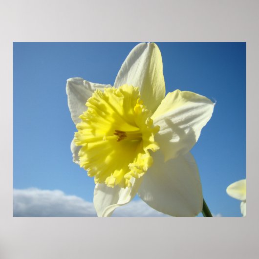 ART PRINTS Yellow Daffodic Blume Leinwand Kunstwer Poster (Vorne)