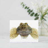 Art: Schollen Postkarte (Stehend Vorderseite)